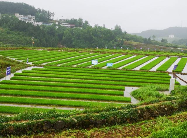全球水资源的6%,如何够14亿中国人用,发展绿色高效农业