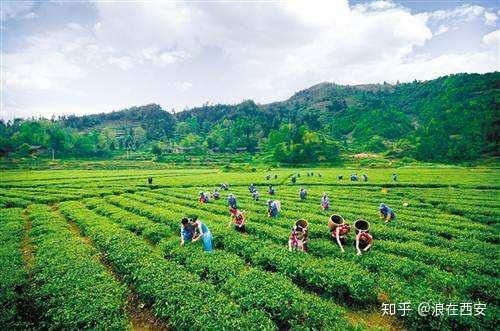 杨凌弘本农业创新发展五位一体的富硒农产品产业化模式助力扶贫