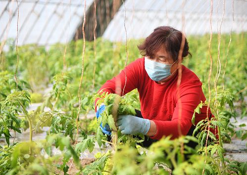 2月28日,在北京百旺农业种植园西红柿种植大棚,工作人员为西红柿苗吊