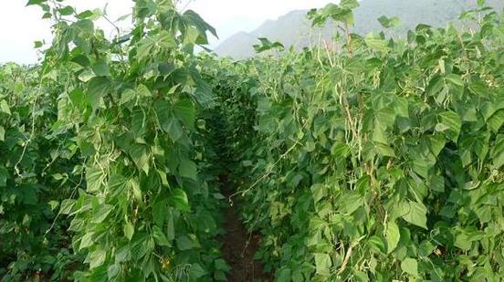 农业种植——温室无筋豆冬春茬栽培方法,你都了解了吗?